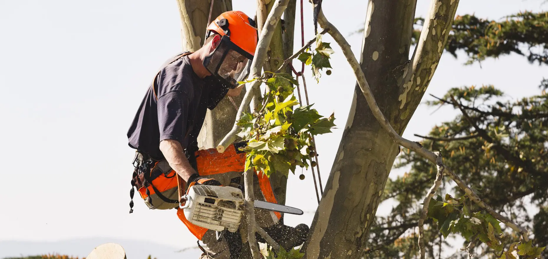 5 Star Tree Service Inc
