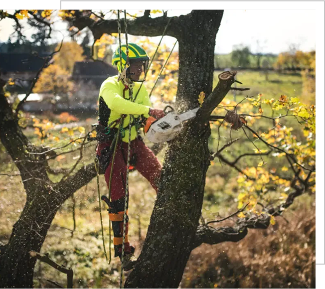 5 Star Tree Service Inc.