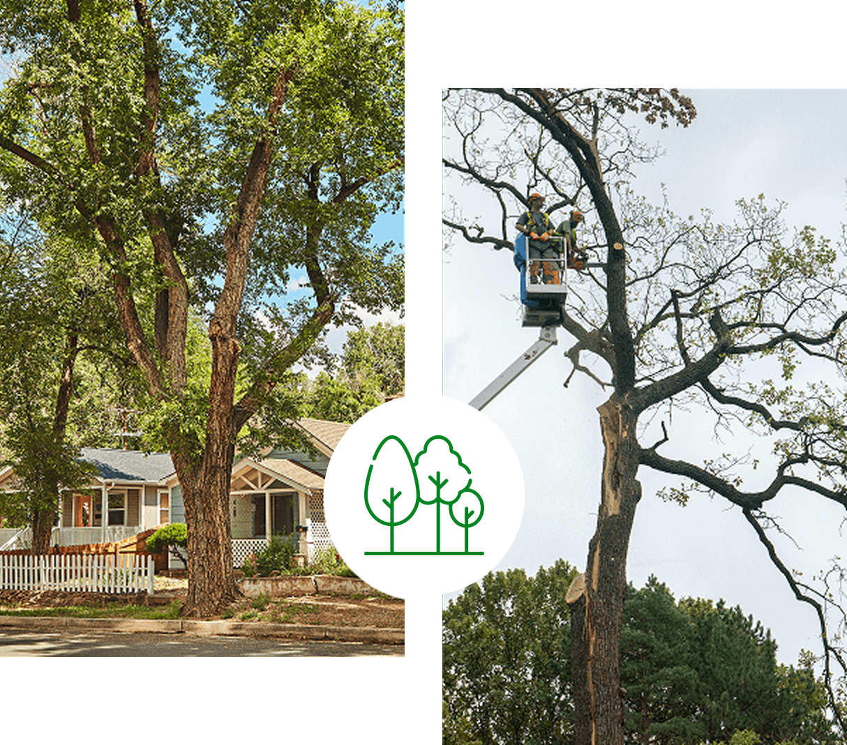 5 Star Tree Service Inc.