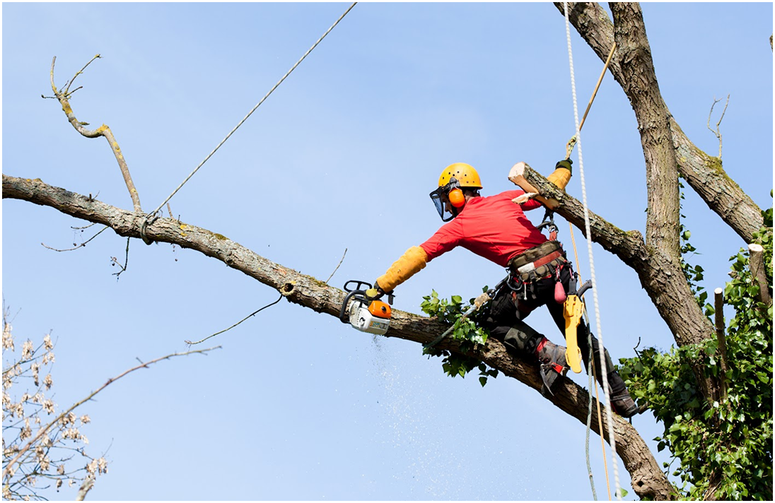 5 Star Tree Service Inc.